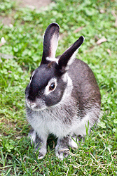 File:Marten Rabbit.jpg