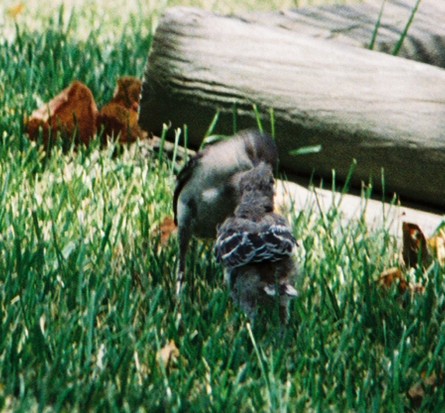 File:Mockingbird Feeding Chick004.jpg