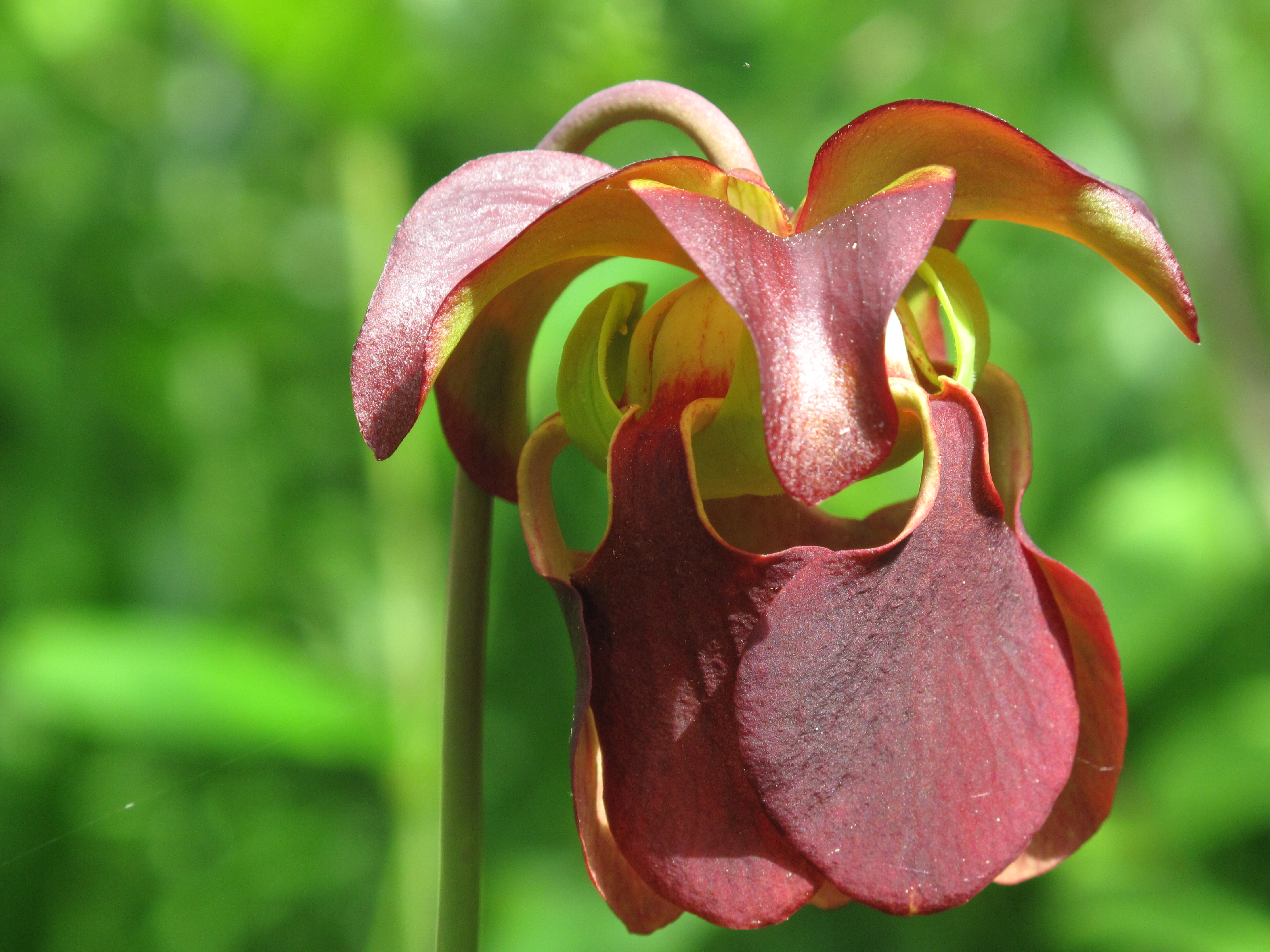 pitcher plant flower