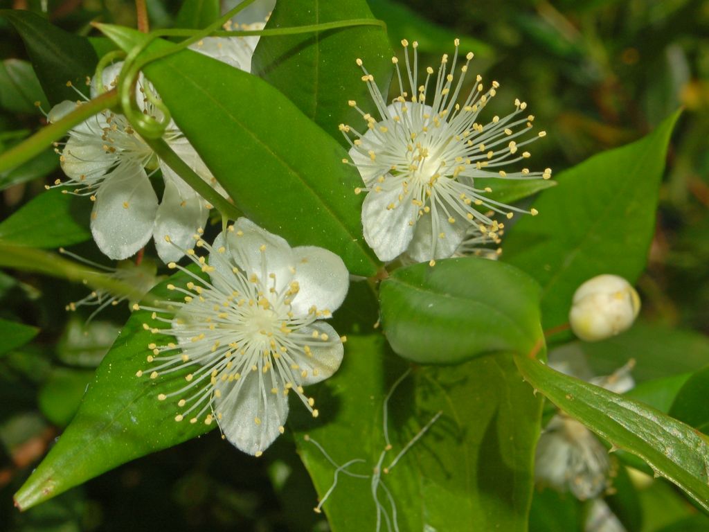 FileMyrtaceae Myrtus communis1 (8304698448).jpg Wikimedia Commons