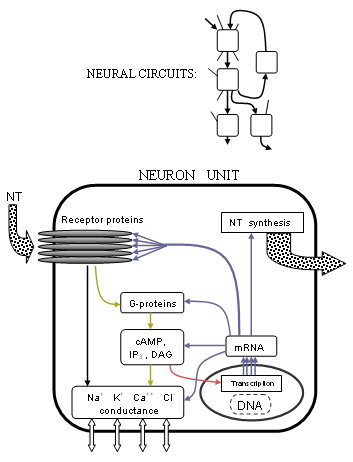 Abstract simplified diagram showing overlap between neurotransmission and metabolic activity. Neurotransmitters bind to receptors which cause changes to ion channels (black, yellow), metabotropic receptors also affect DNA transcription (red), transcription is responsible for all cell proteins including enzymes which manufacture neurotransmitters (blue).