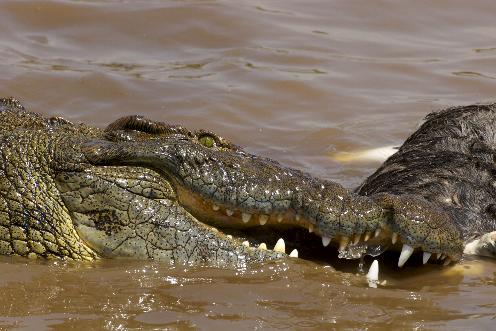 crocodiles eating zebras