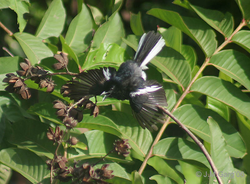 File:Oriental Magpie Robin- Male basking in the Sun I IMG 5960.jpg