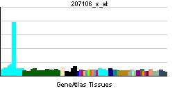 Leukocyte receptor tyrosine kinase