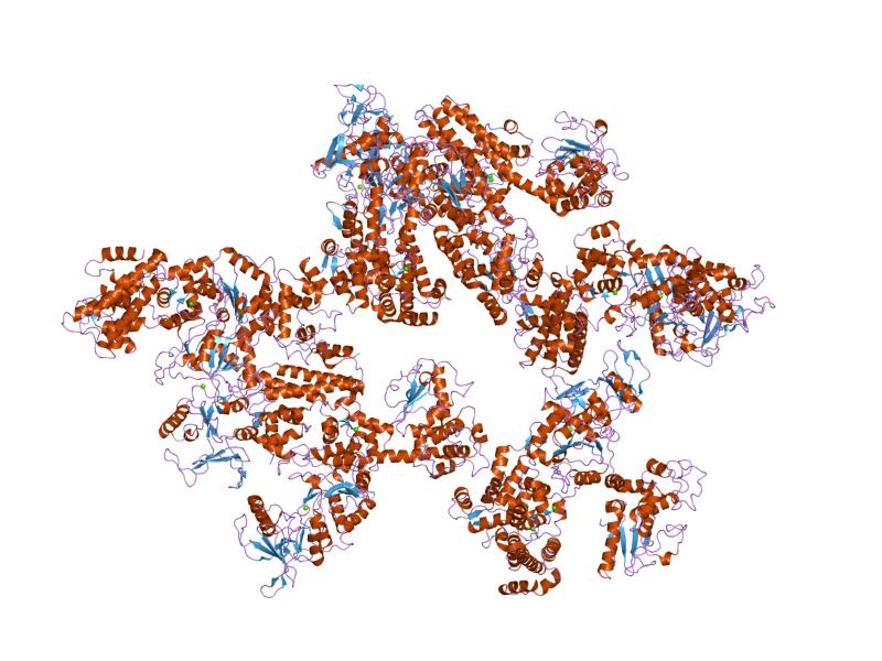 File:PDB 1xfy EBI.jpg