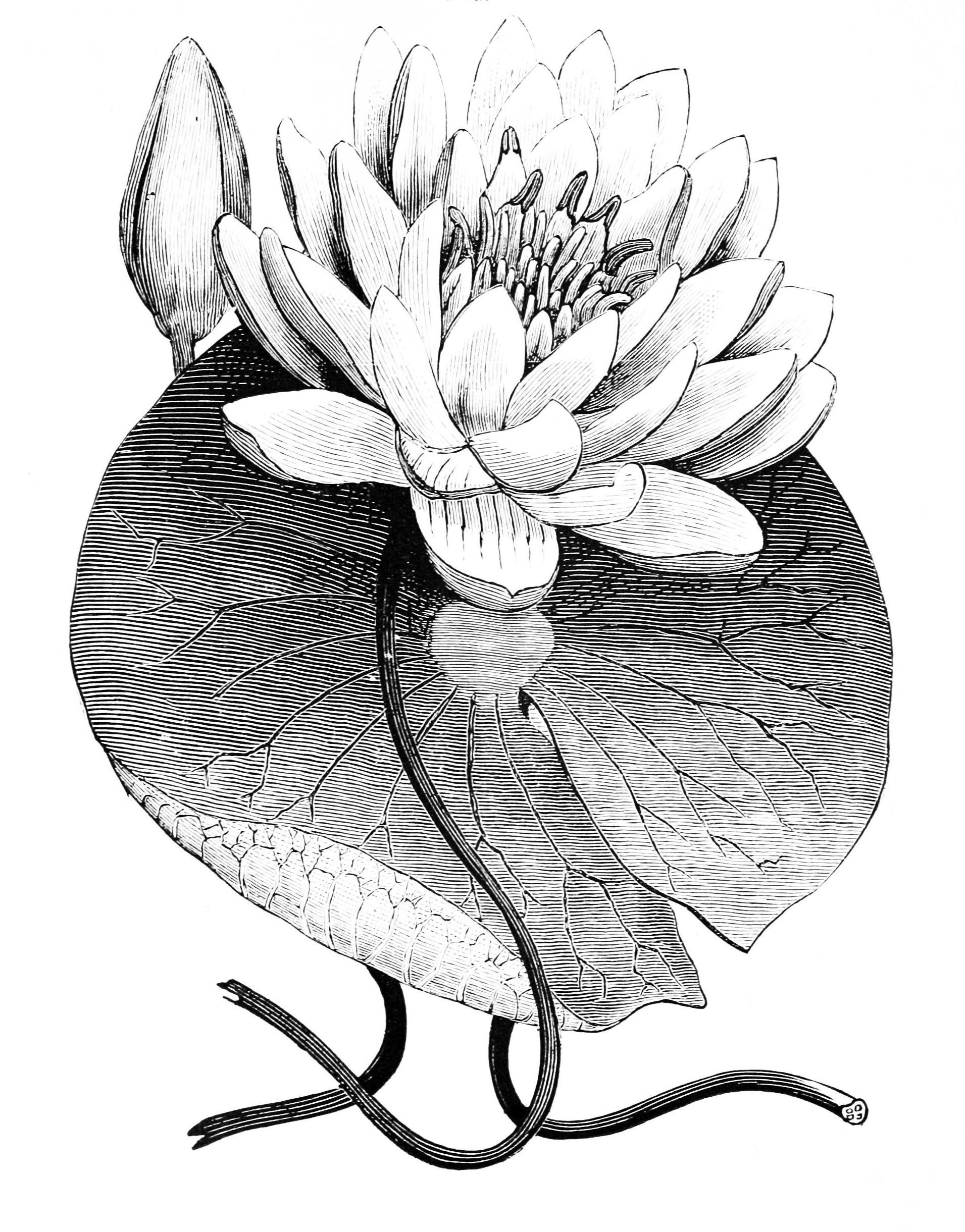 Water Lily Lotus Hand Drawn Vector Outline Stock Illustration - Download  Image Now - Beauty, Blossom, Botany - iStock
