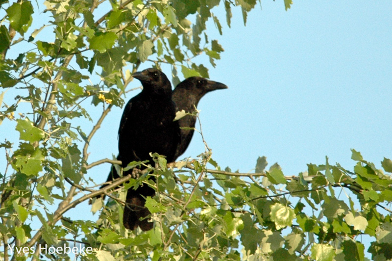 File:Pair of Corvus corone (28030350664).jpg