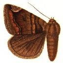 <i>Buzara feneratrix</i> Species of moth