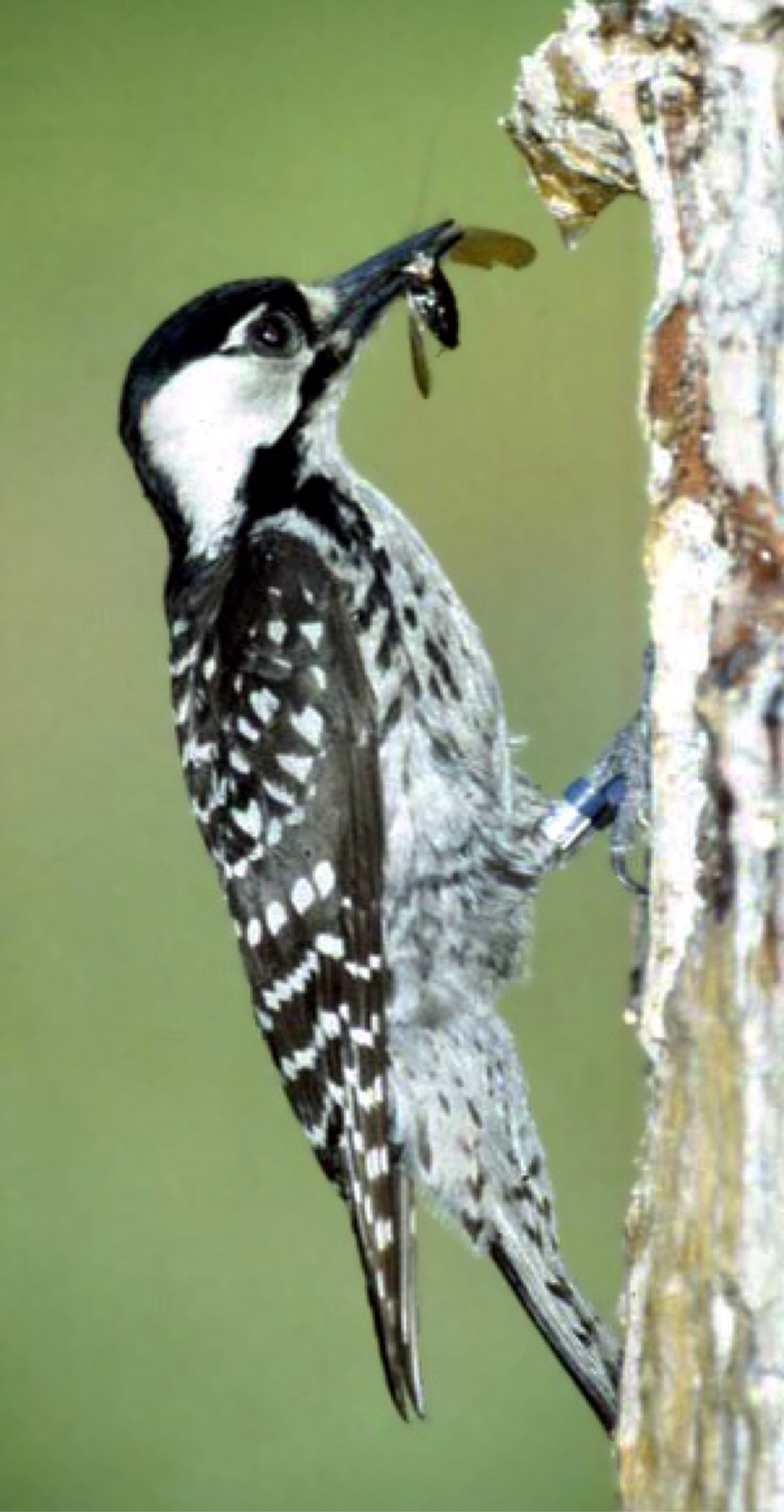 red cockaded woodpecker