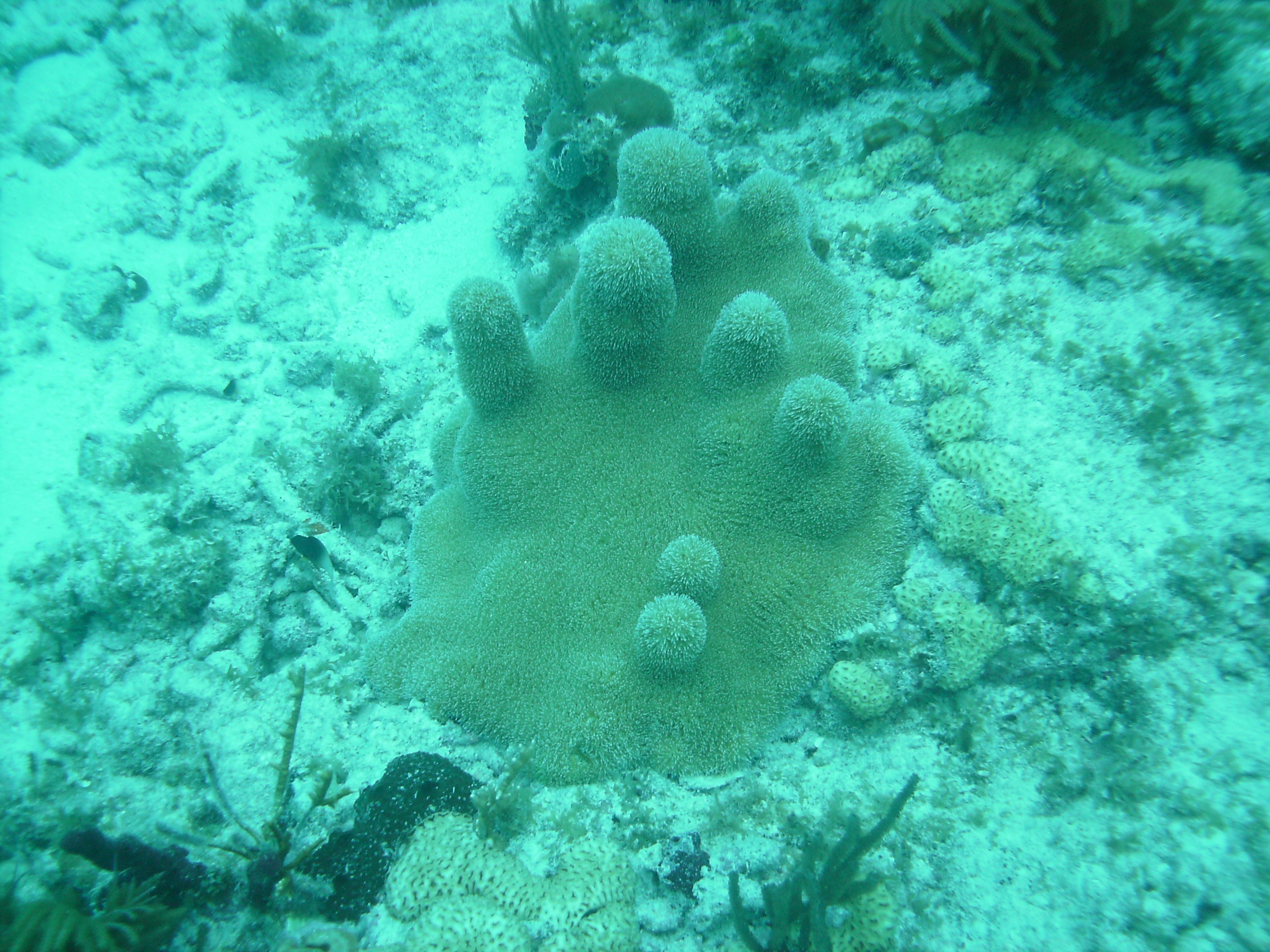 Coral 6. Коралловый столб. Дубовые столбы кораллы. Риф из шин во Флориде.