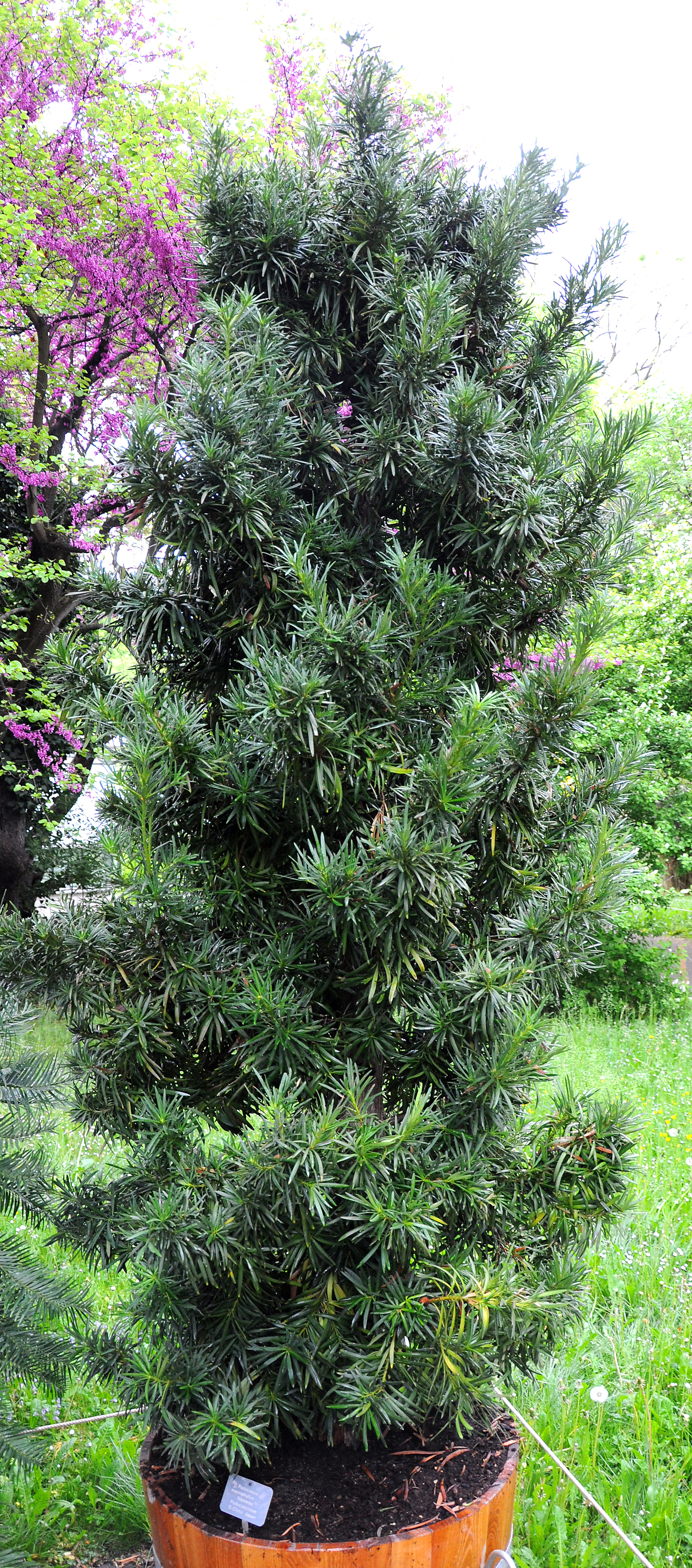 File:Podocarpus macrophyllus (Steineibe) 003.jpg ...