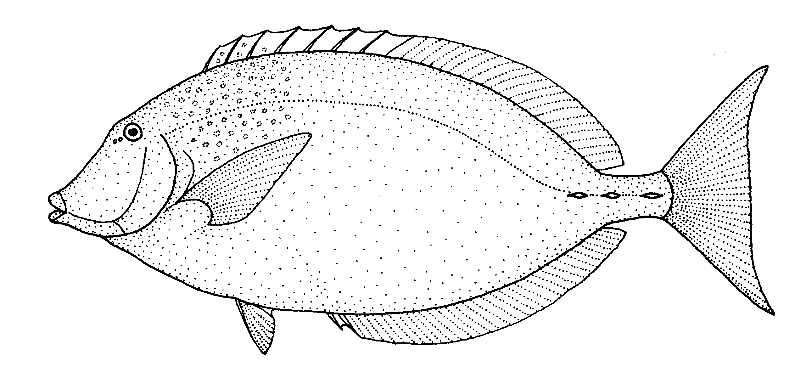 Морская рыба рисунок. Морские рыбы. Морские рыбы карандашом. Морские рыбы черно белые. Морская рыба рисунок карандашом.