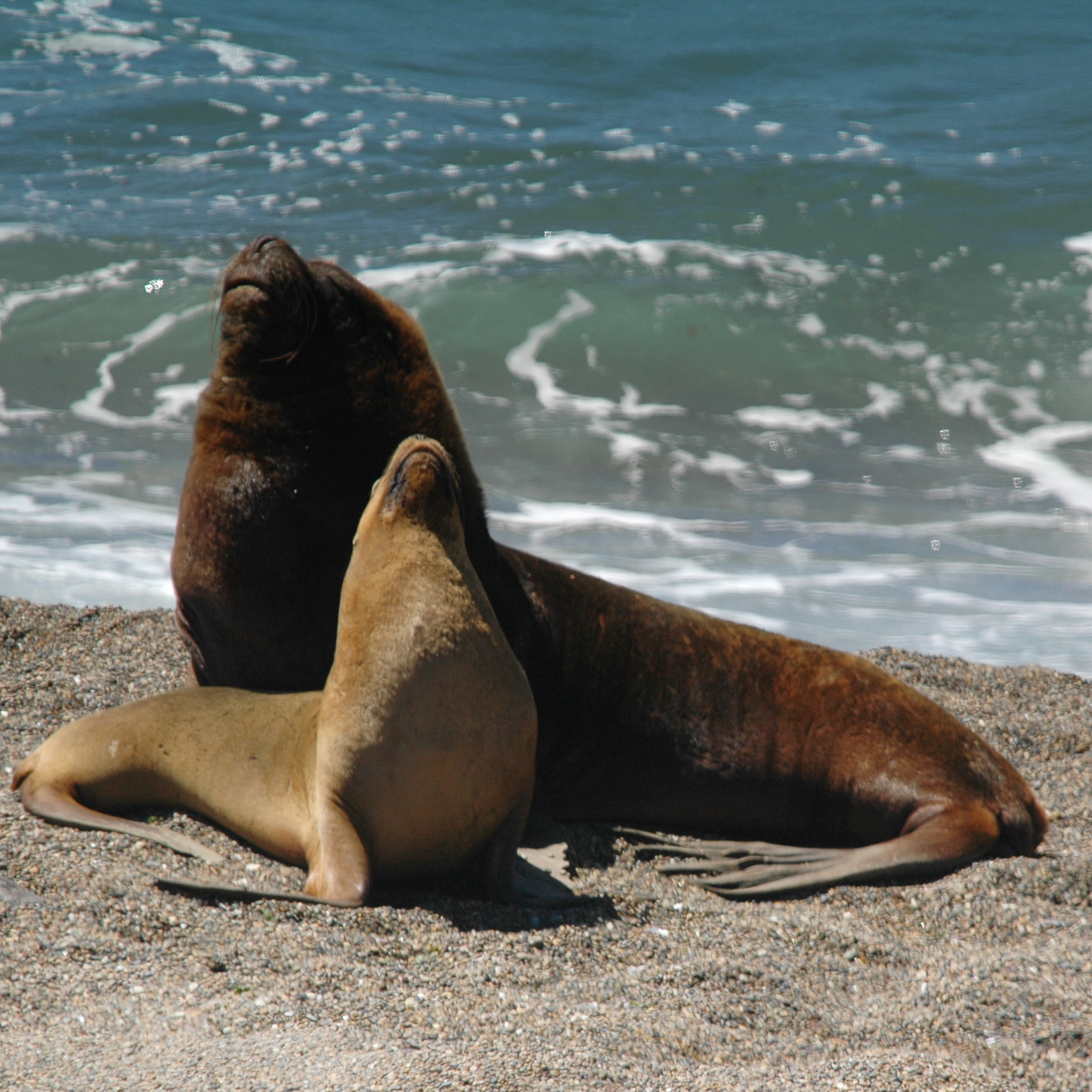 female steller sea lion