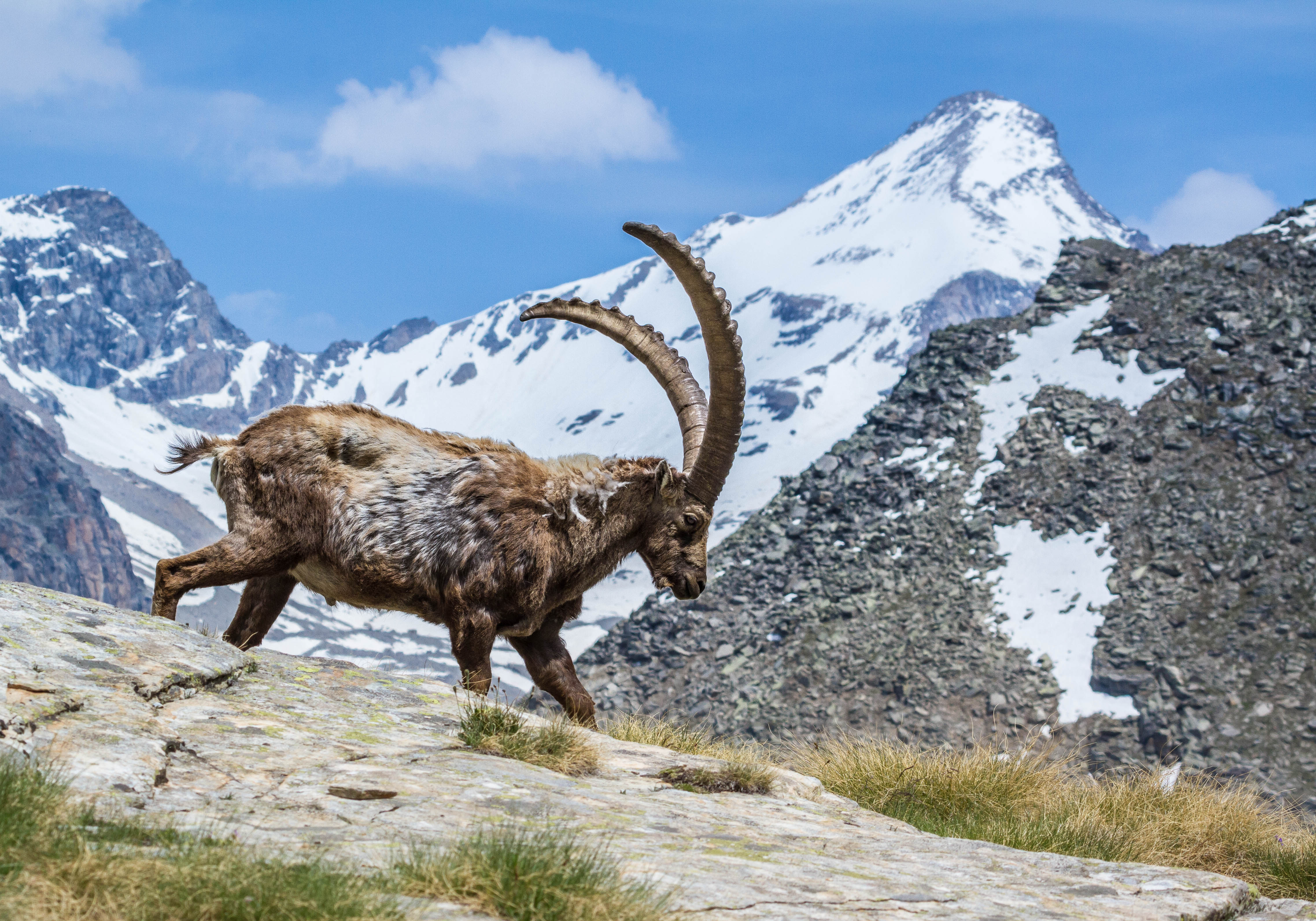 Жизнь животных в горах. Горный козел Ибекс. Альпийский горный козёл Ибекс. Alpine Ibex (Capra Ibex). Сайлюгемский Ибекс.