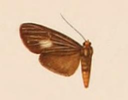 Neritos abdominalis