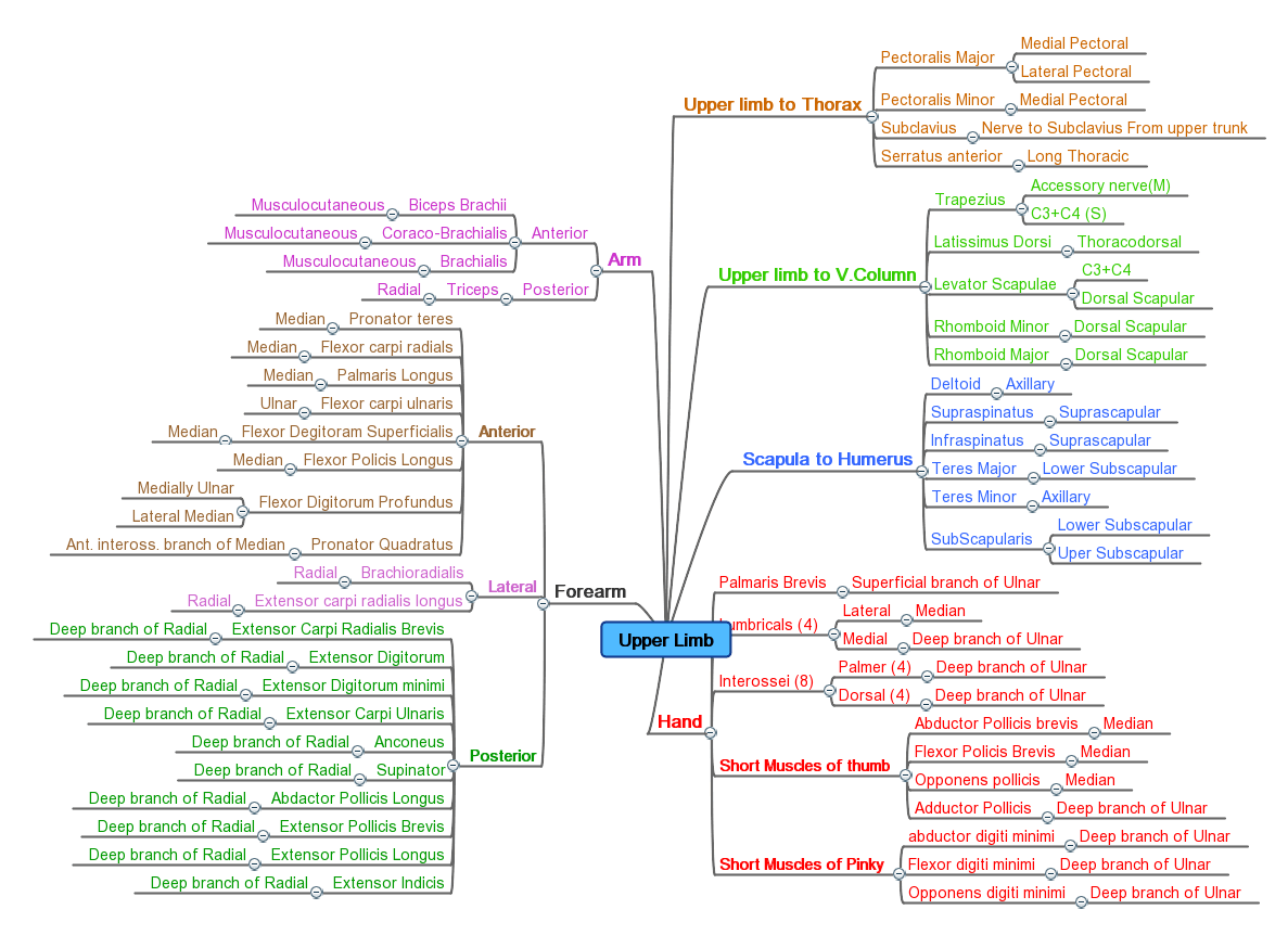 Upper Extremity Innervation Chart