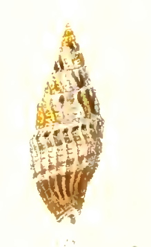 <i>Vexillum concentricum</i> Species of gastropod