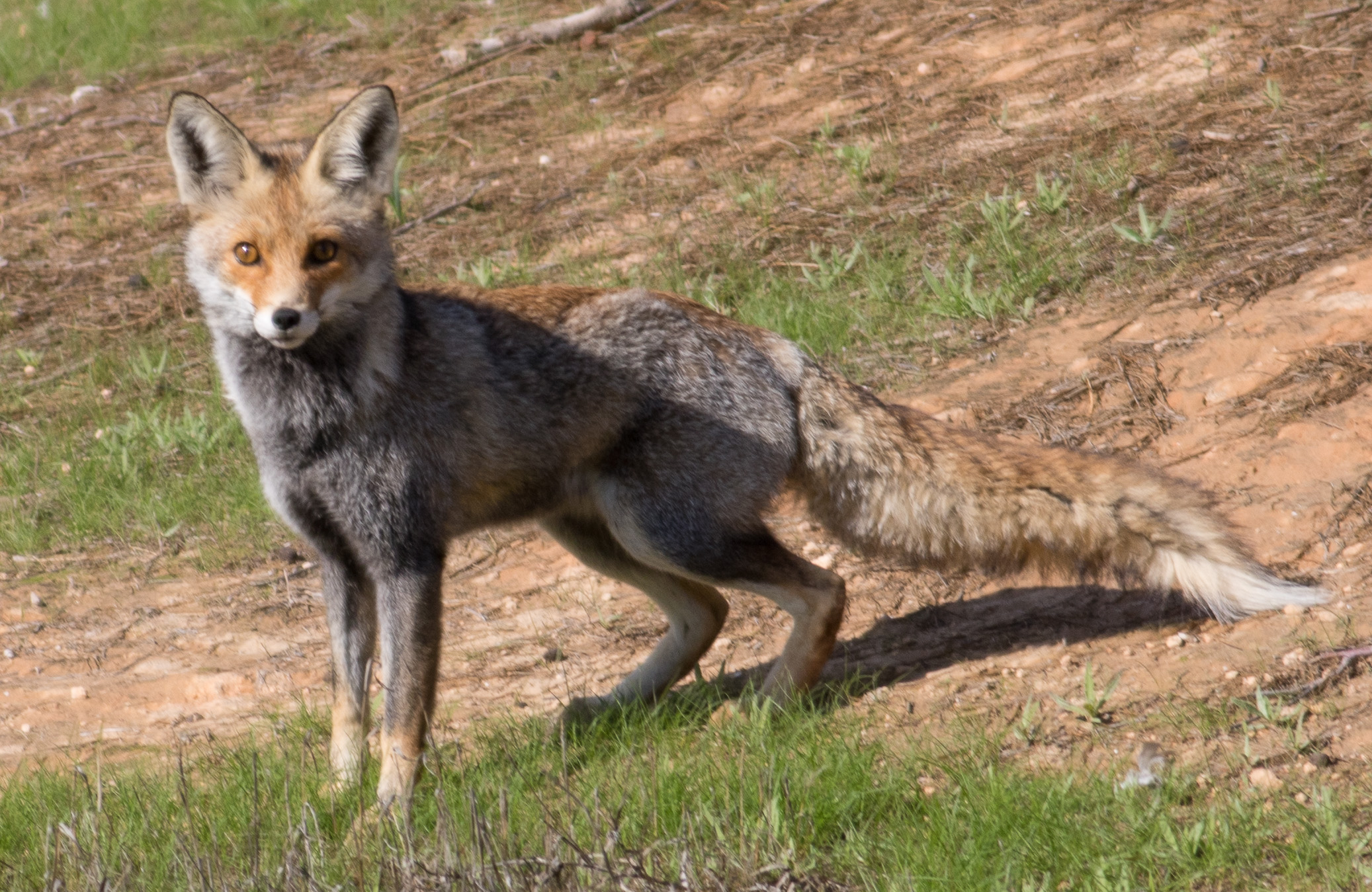 アカギツネ Red Fox: 最新の百科事典、ニュース、レビュー、研究