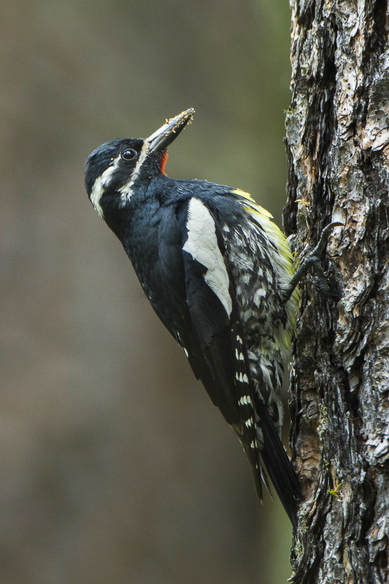 oregon parts of Wikipedia sapsucker  Williamson's