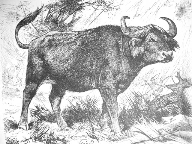 Buffle d'Afrique — Wikipédia