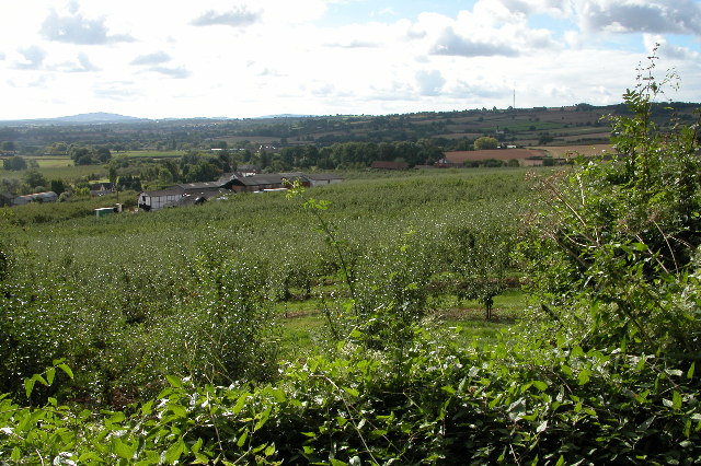 File:Apple Orchards at Putley - geograph.org.uk - 55219.jpg