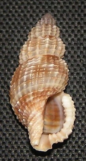 <i>Asperdaphne peradmirabilis</i> Species of gastropod