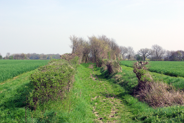 File:Bridleway to Chignall Smealy - geograph.org.uk - 400648.jpg