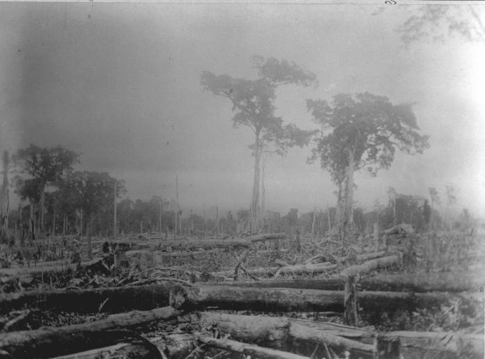 File:COLLECTIE TROPENMUSEUM De nieuwe ontginning van 1893 in tuin 'E' op cultuuronderneming Way-Lima in de Lampongse Districten Zuid-Sumatra. TMnr 60013360.jpg