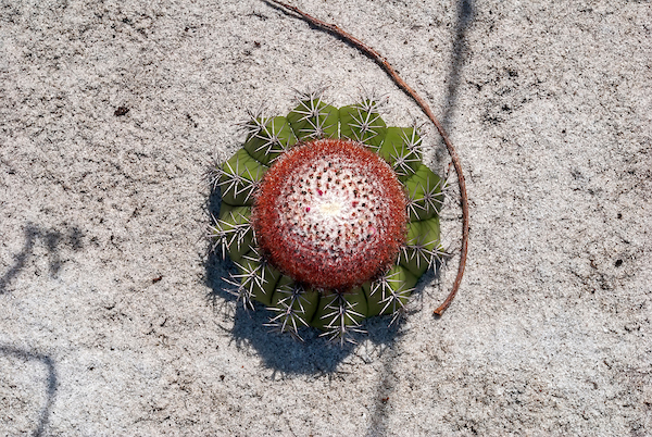 File:Cactus Cabeça-de-frade (Melocactus violaceus) - Cactus.jpg - Wikimedia  Commons