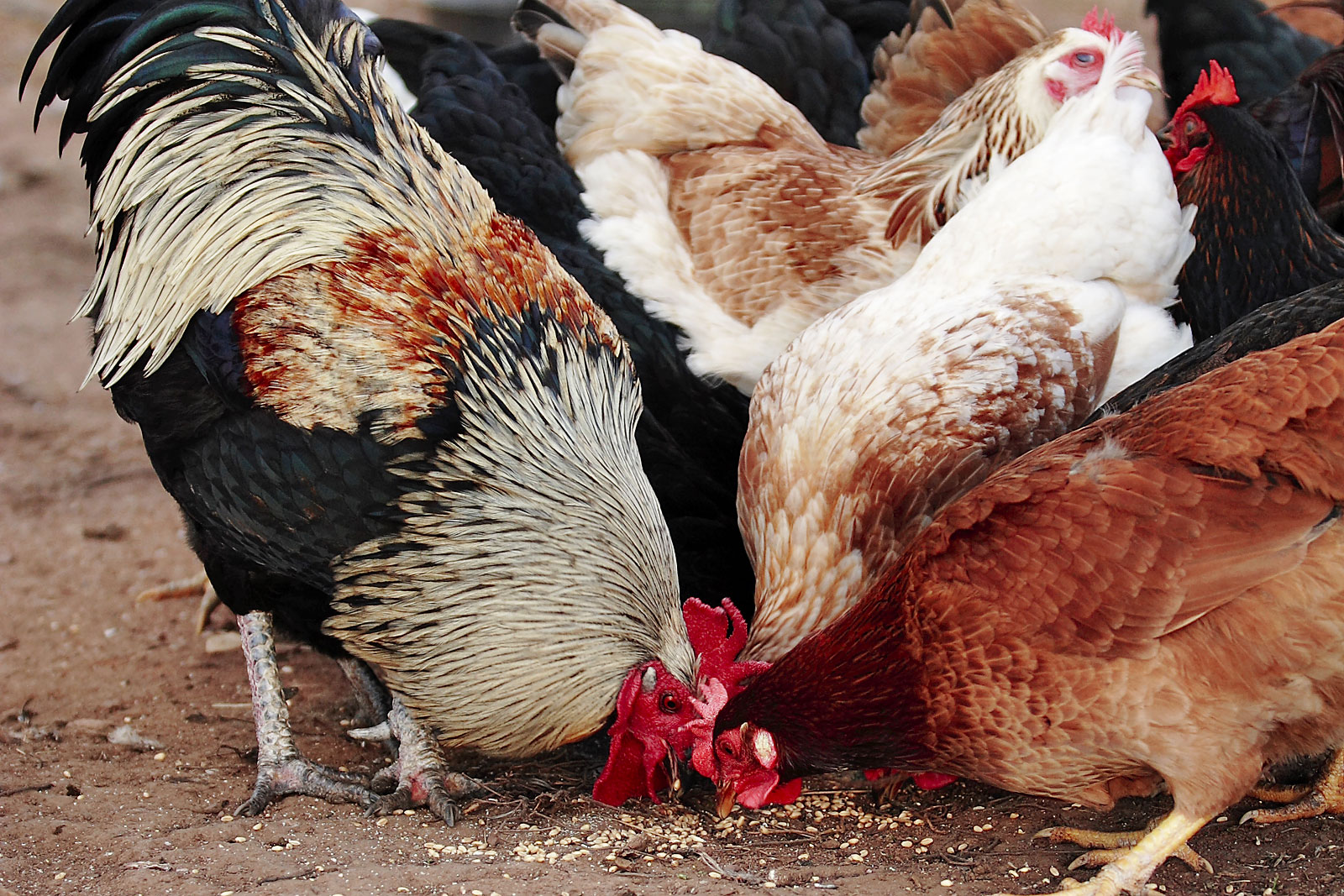 chicken feeders pets at home