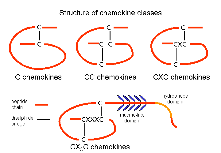 File:ChtxChemokineStruct.png