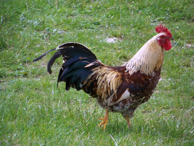 File:Cockerel at Chicksgrove - geograph.org.uk - 887184.jpg