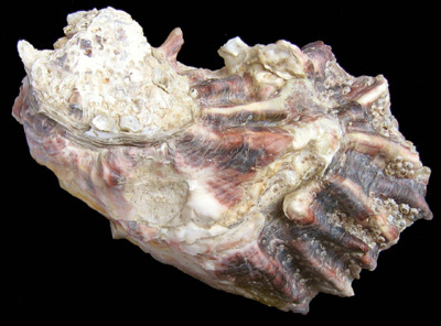 File:Crassostrea gigas.jpg