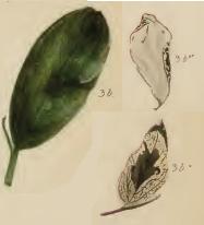 Mined leaves of Lathyrus niger (3b, 3b*, 3b**) Dialectica imperialella mines.JPG