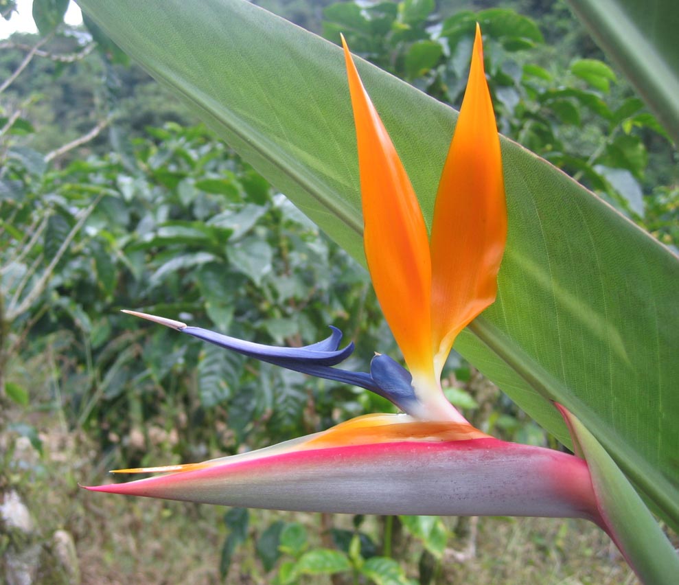 La estrelicia (strelitzia) es una colorida flor africana que Spinetta tomó para titular el álbum del recital unplugged en la MTV.