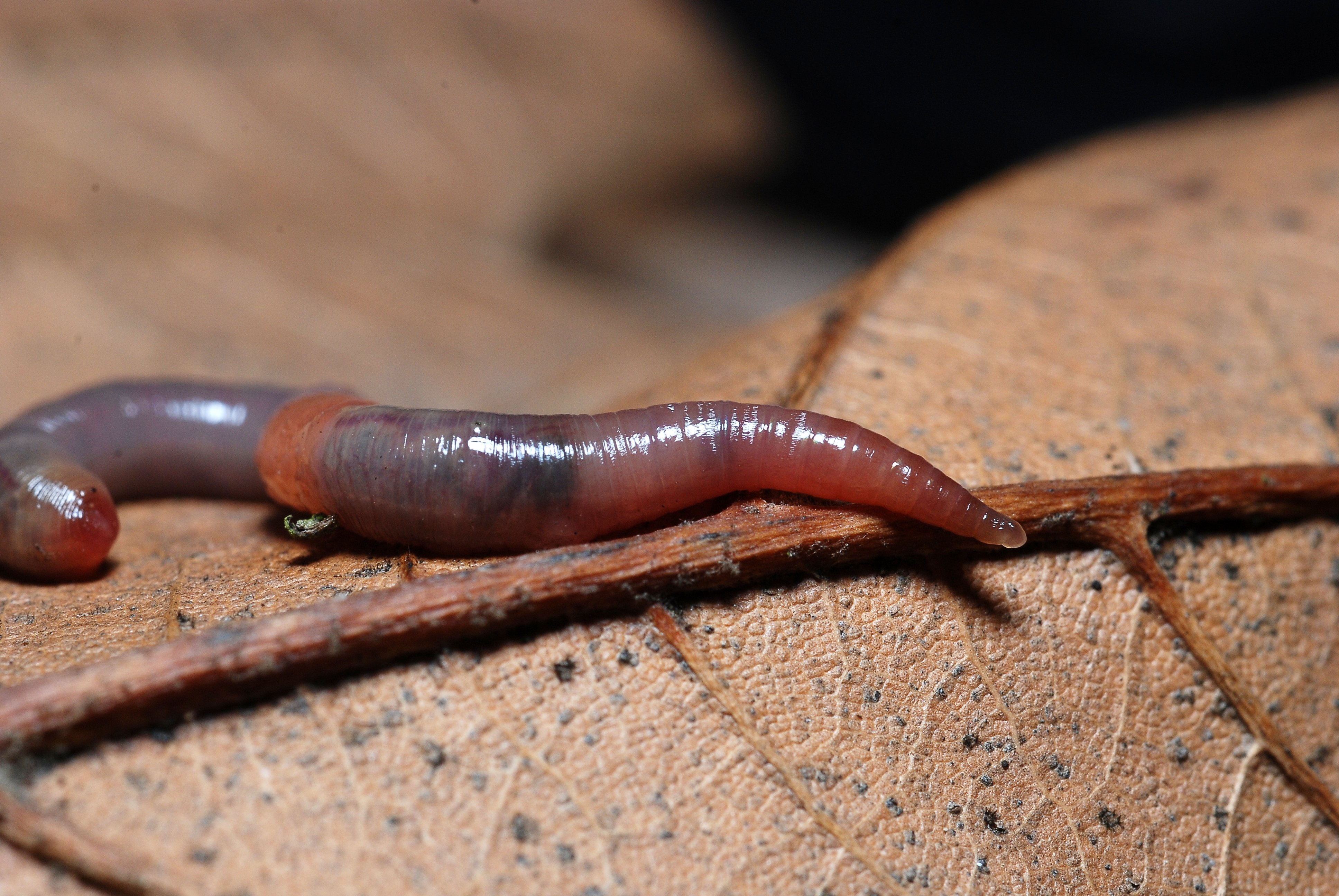 File:Earthworm Allolobophora chlorotica (4482503907).jpg