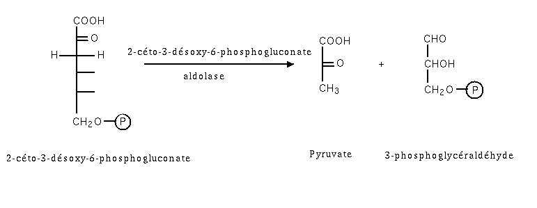 Entner-doudoroff etape5.png
