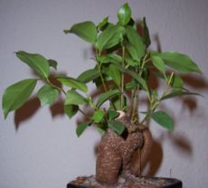 File:Ficus retusa.jpg