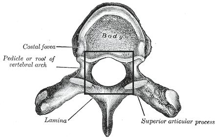 File:Foramenvertebrale.png