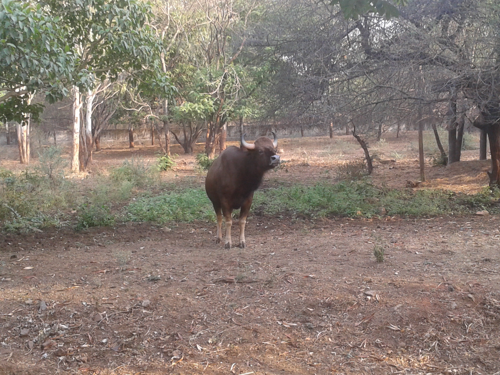 File:Gaur from Rajiv Gandhi Zoological park,  - Wikimedia Commons