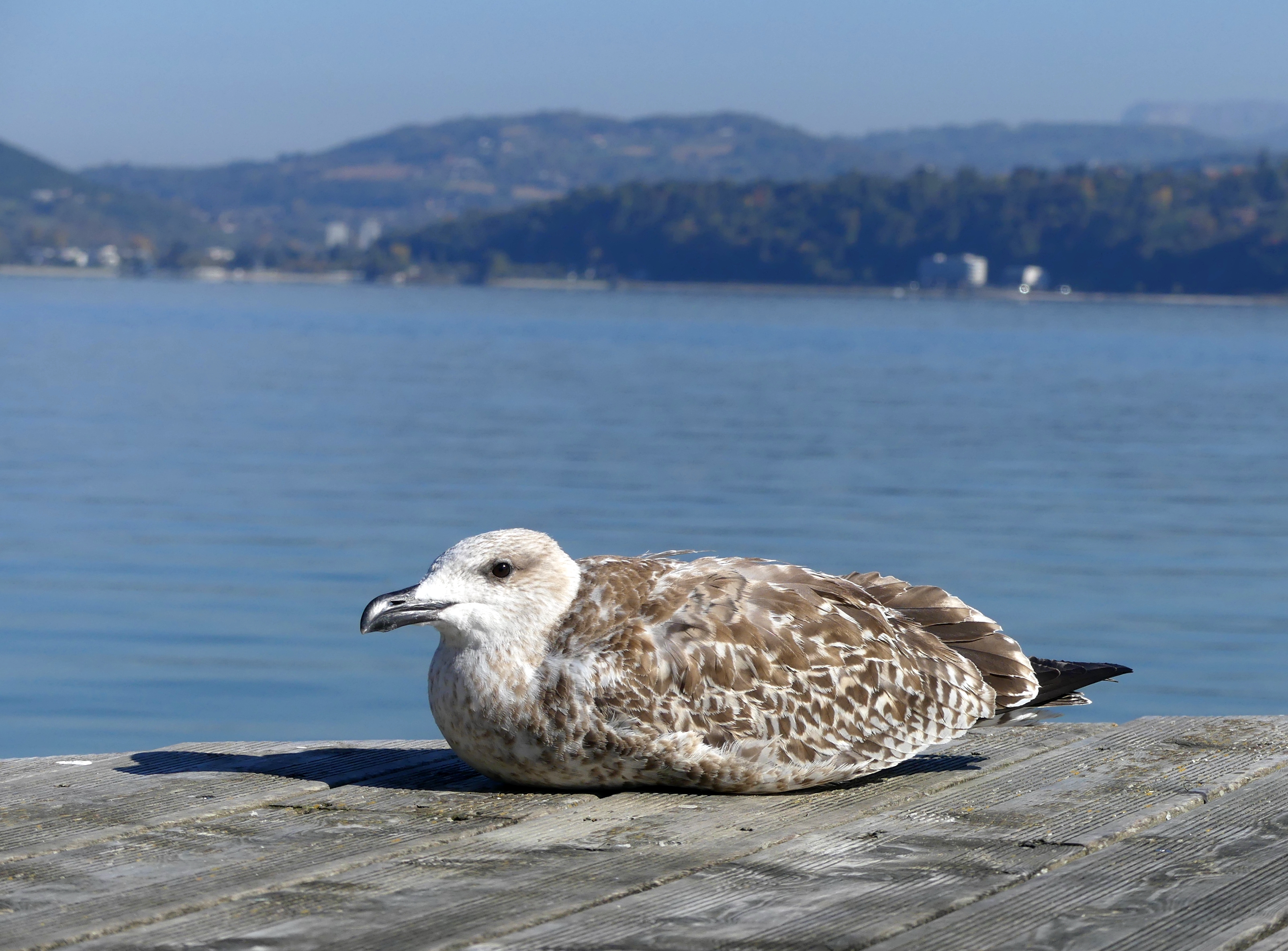 Fichier:Goéland leucophée juvénile au lac du Bourget (2017).JPG — Wikipédia