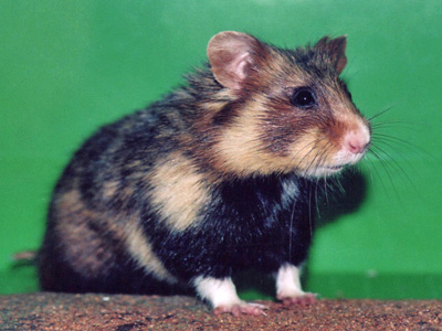 Hamster-Commun.jpg
