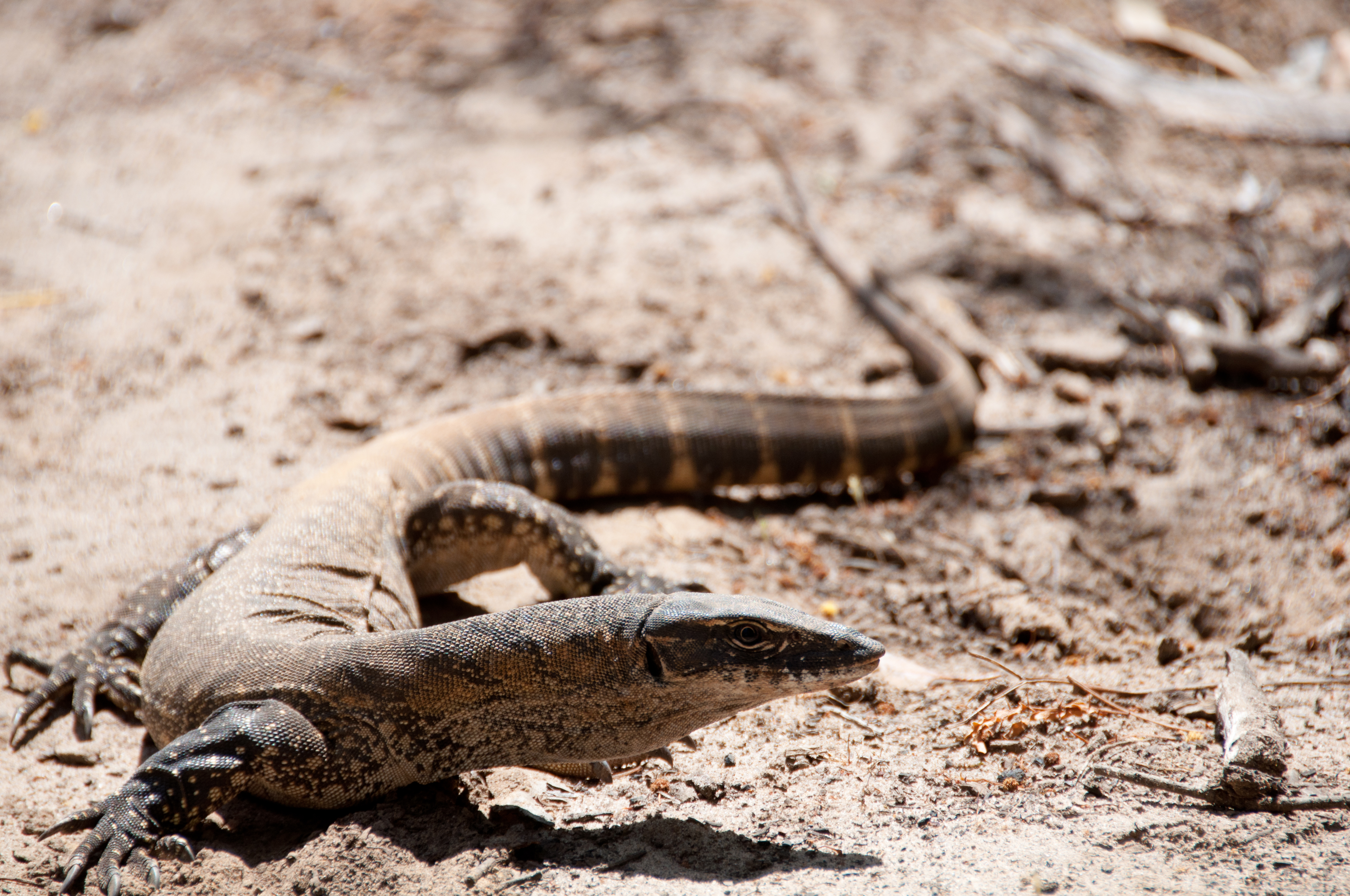 Heath_goanna_Varanus_rosenbergii_%288270070527%29.jpg