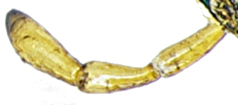 File:Helophorus grandis maxillar palp.jpg