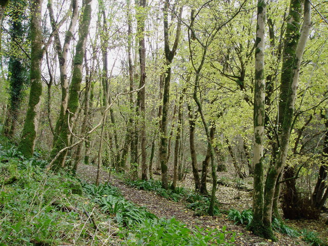 File:Home wood Oakhill - geograph.org.uk - 1423076.jpg