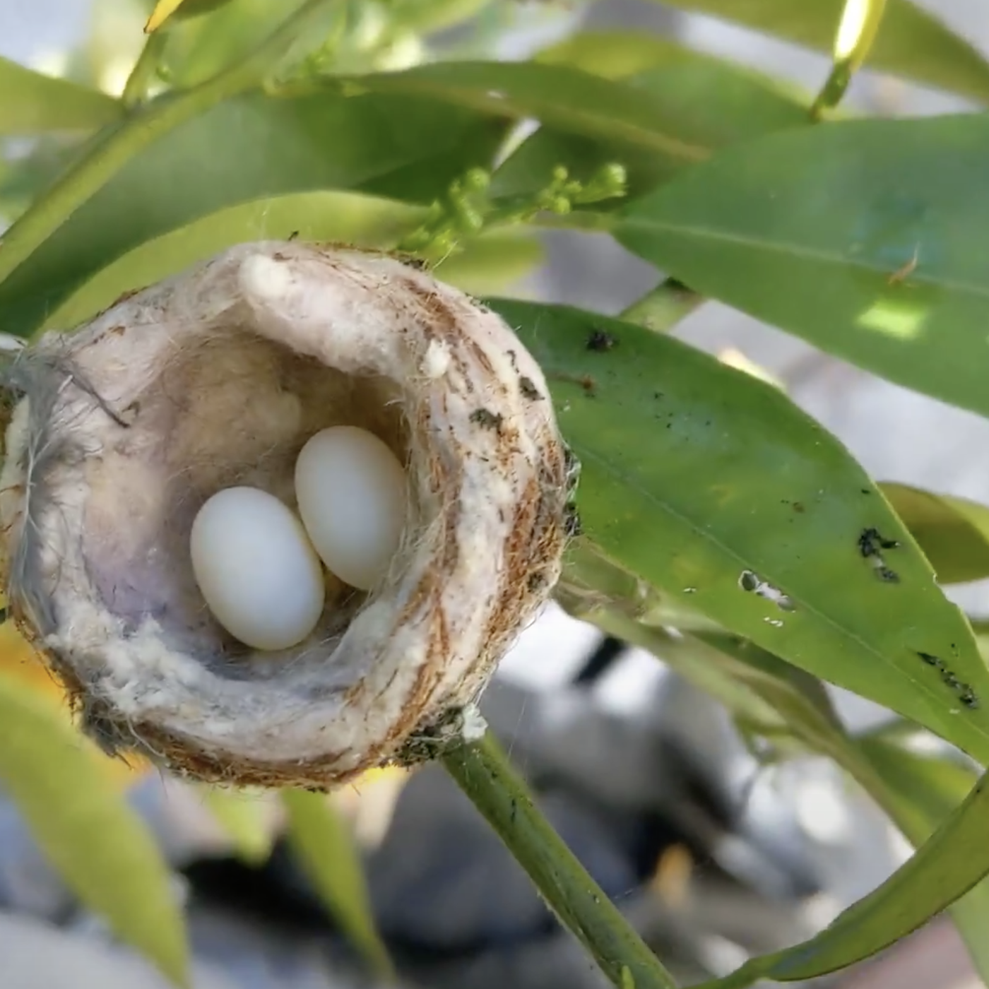 hummingbird eggs