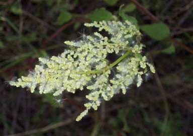 File:Iresine diffusa var. diffusa poster Uruguay (cropped).jpg