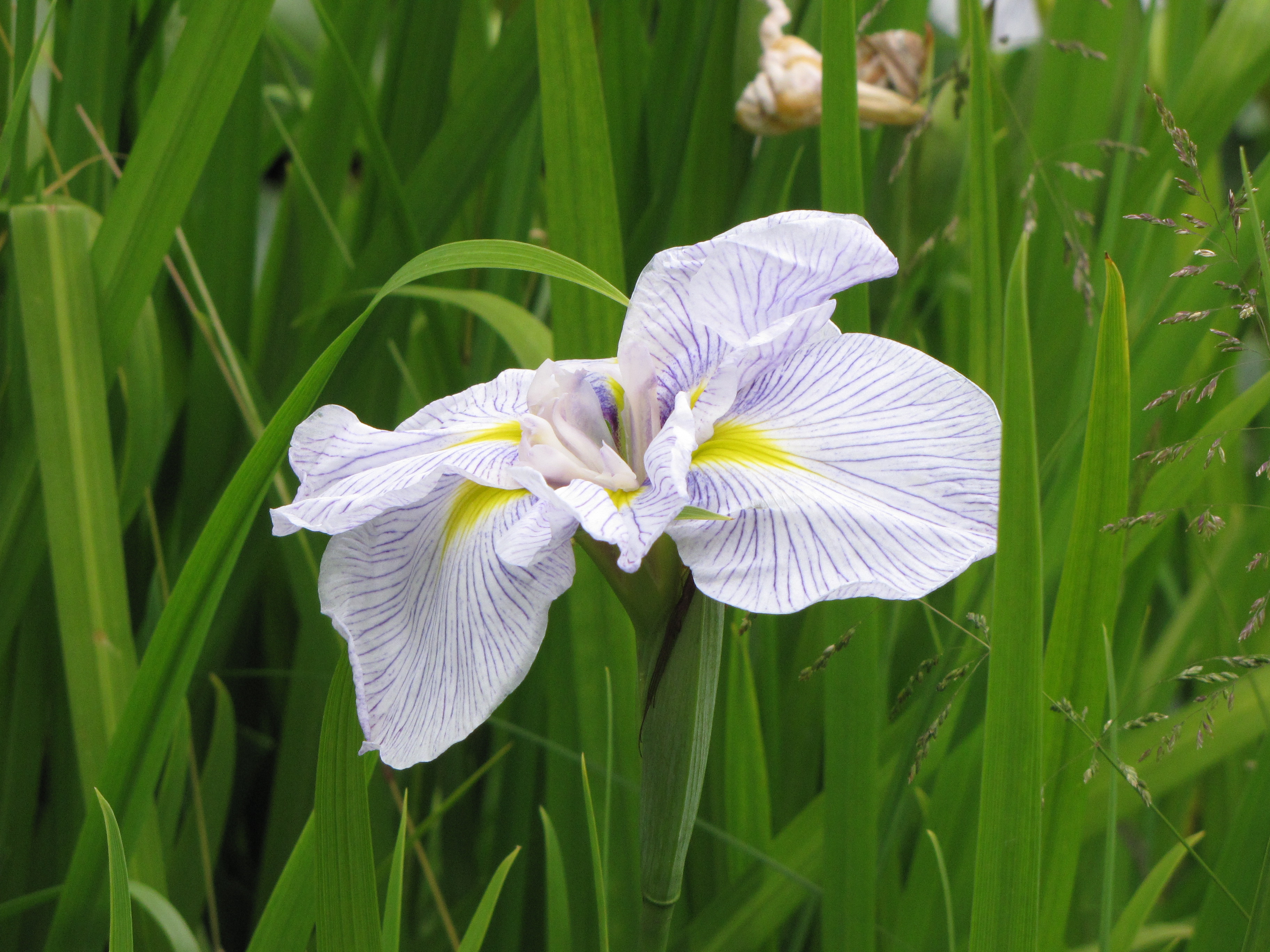 Fichier:Iris blanc.JPG — Wikipédia