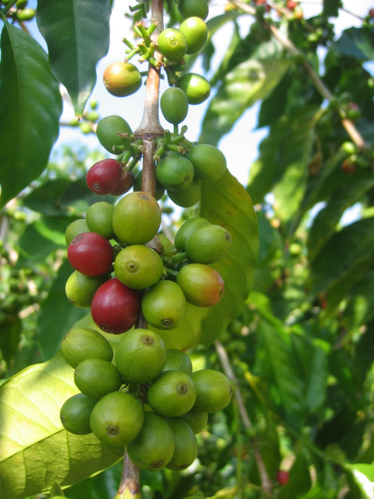 Кофе это фрукт. Кофе и фрукты. Кофе черри. Кофе это фрукт Саратов. Фото природа,зелень,еда, фрукты,кофе.