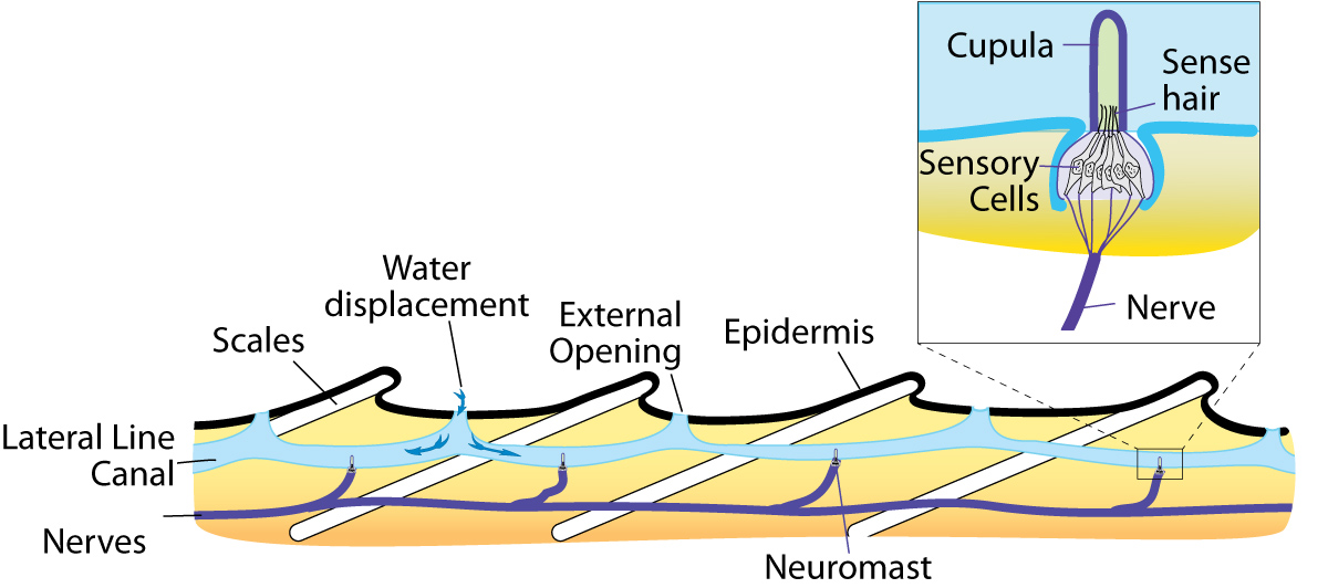 Ощущение клетки. Строение боковой линии. Lateral line. Боковая линия в разрезе. Сенсоры боковой линии.